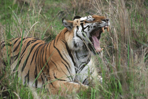 Bengal Tiger