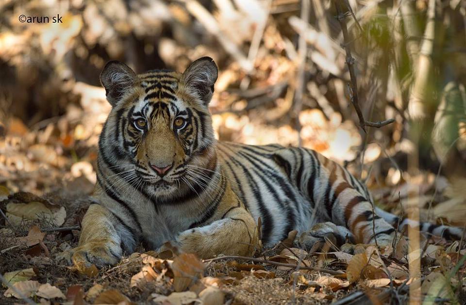Wild Tiger Photography Bandhavgarh Tour India