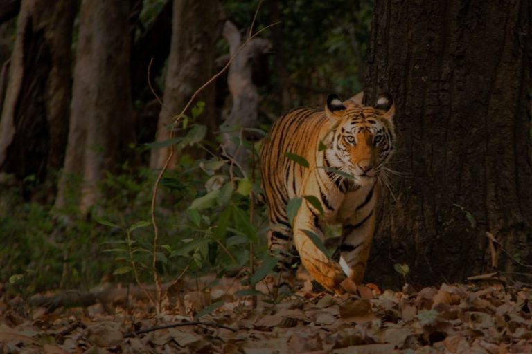 A Complete Guide Kanha National Park, Things to Do in Kanha