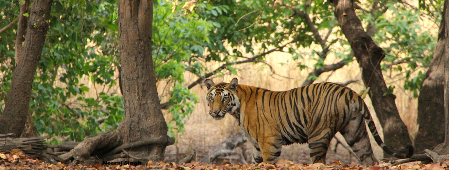 Bandhavgarh National Park Tour | Tiger Safari Bandhavgarh