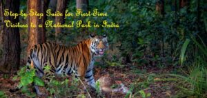 Step-by-Step Guide for First-Time Visitors to a National Park in India