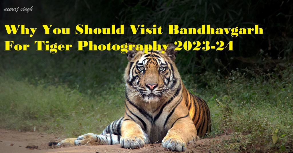 Why you should visit Bandhavgarh for tiger Photography 2023-24