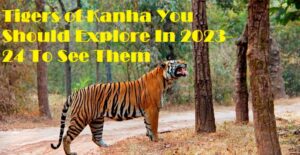 Tigers of Kanha You Should Explore In 2023-24