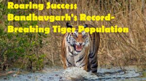 Tiger Population Bandhavgarh