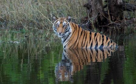 Bandhavgarh Tiger Safari | Tiger Safari Bandhavgarh Package, India ...
