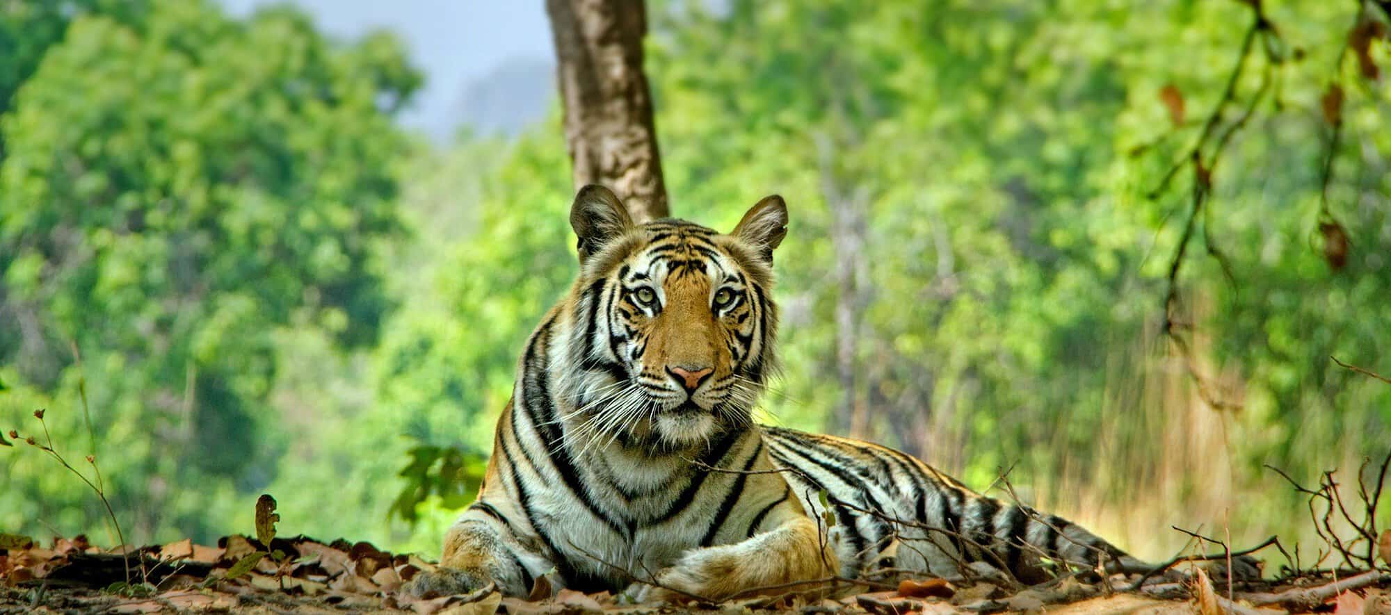 Bandhavgarh Tiger Photography (4)