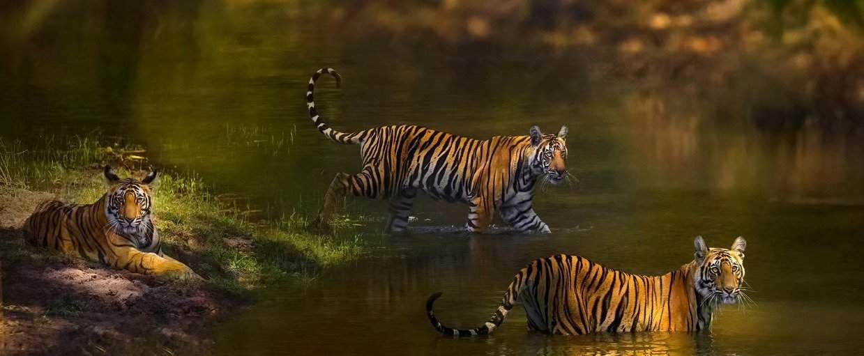 Bandhavgarh Tiger Photography (7)