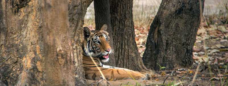 Special Package Tour Bandhavgarh - Affordable Packages India